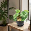 Watermelon Peperomia Plant