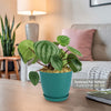 Watermelon Peperomia Plant
