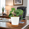 Watermelon Peperomia Plant