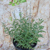 Russian sage ‘Perovskia atriplicifolia’