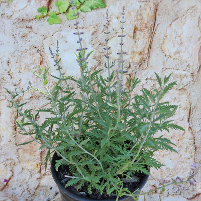 Russian sage ‘Perovskia atriplicifolia’