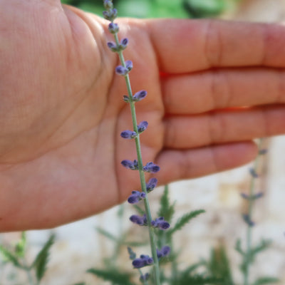 Russian sage ‘Perovskia atriplicifolia’