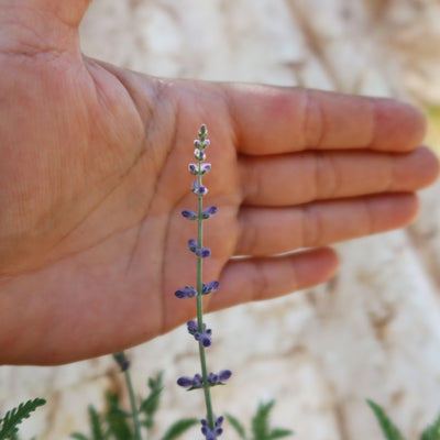 Russian sage ‘Perovskia atriplicifolia’