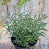 Russian sage ‘Perovskia atriplicifolia’