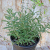 Russian sage ‘Perovskia atriplicifolia’