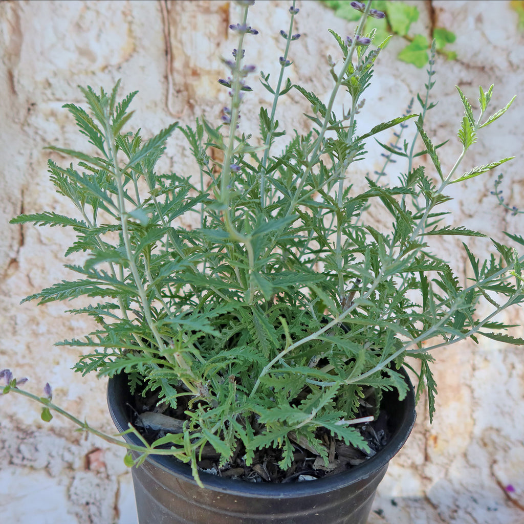 Russian sage ‘Perovskia atriplicifolia’