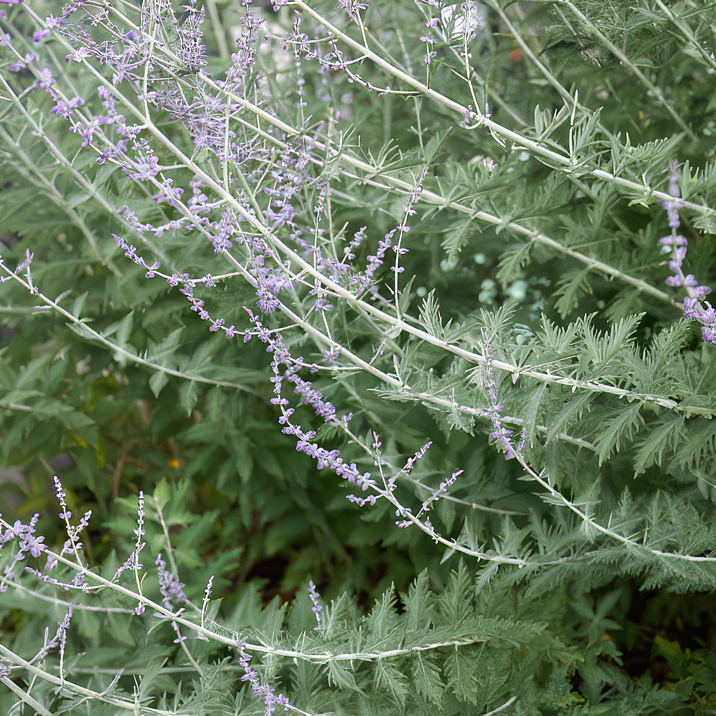 Russian sage ‘Perovskia atriplicifolia’