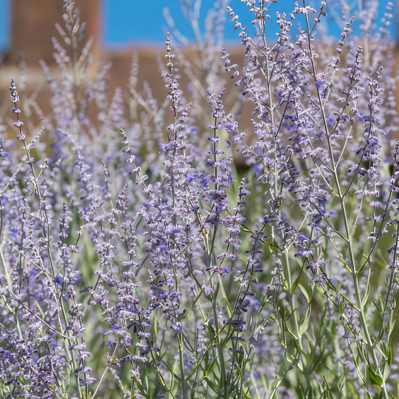 sage lavender plant Shop 'Russian sage - Perovskia atriplicifolia' Care and Growing Guide