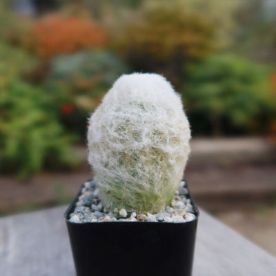 Peruvian Old Lady Cactus - Espostoa melanostele