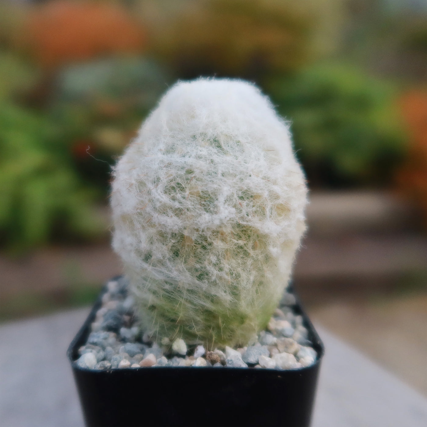 Peruvian Old Lady Cactus - Espostoa melanostele