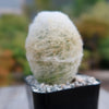 Peruvian Old Lady Cactus - Espostoa melanostele