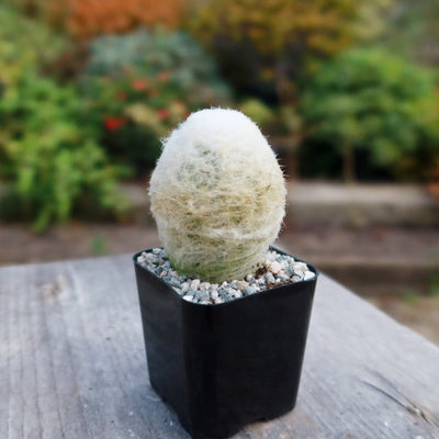 Espostoa Melanostele 'Peruvian Old Lady Cactus' – Live Succulent – 2.5 Inch Pot