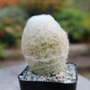 Peruvian Old Lady Cactus - Espostoa melanostele