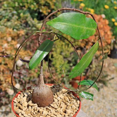 Petiopenta natalensis