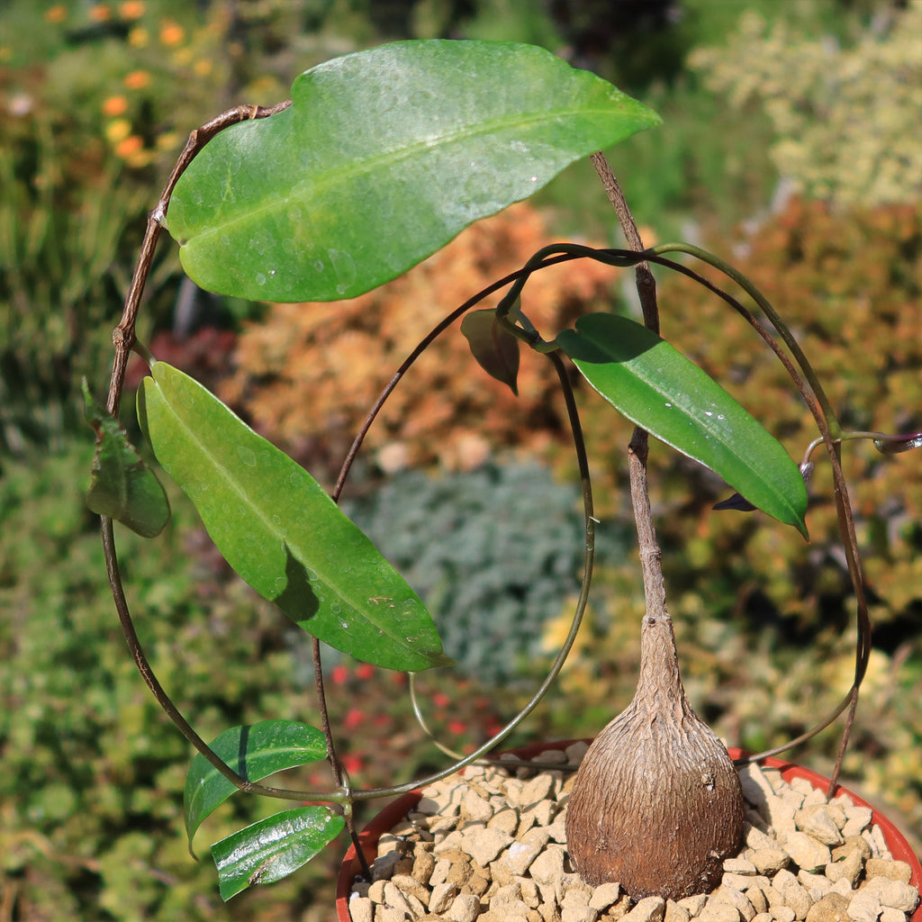 Petiopenta natalensis