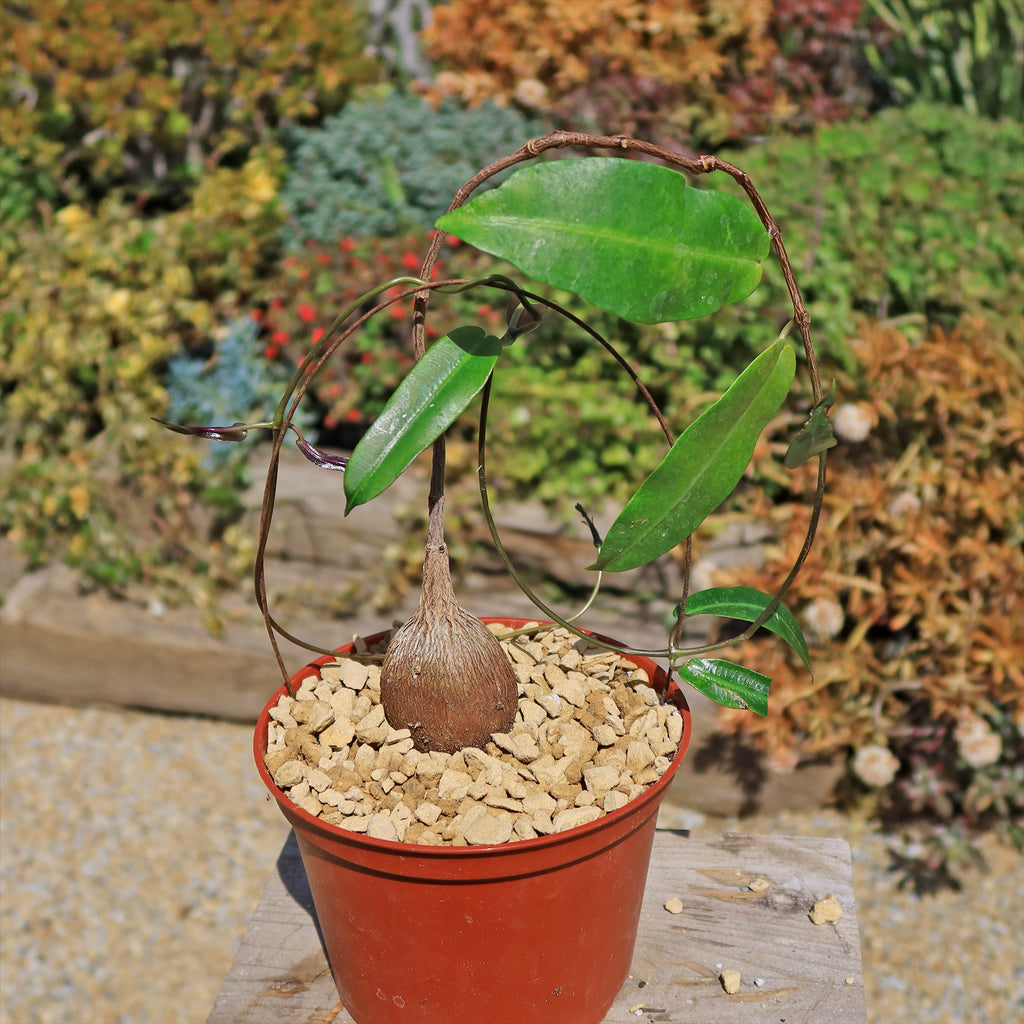 Petiopenta natalensis