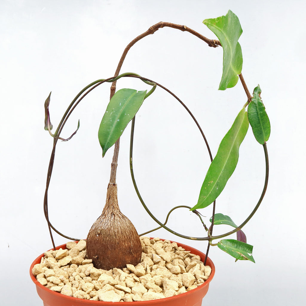 Petiopenta natalensis