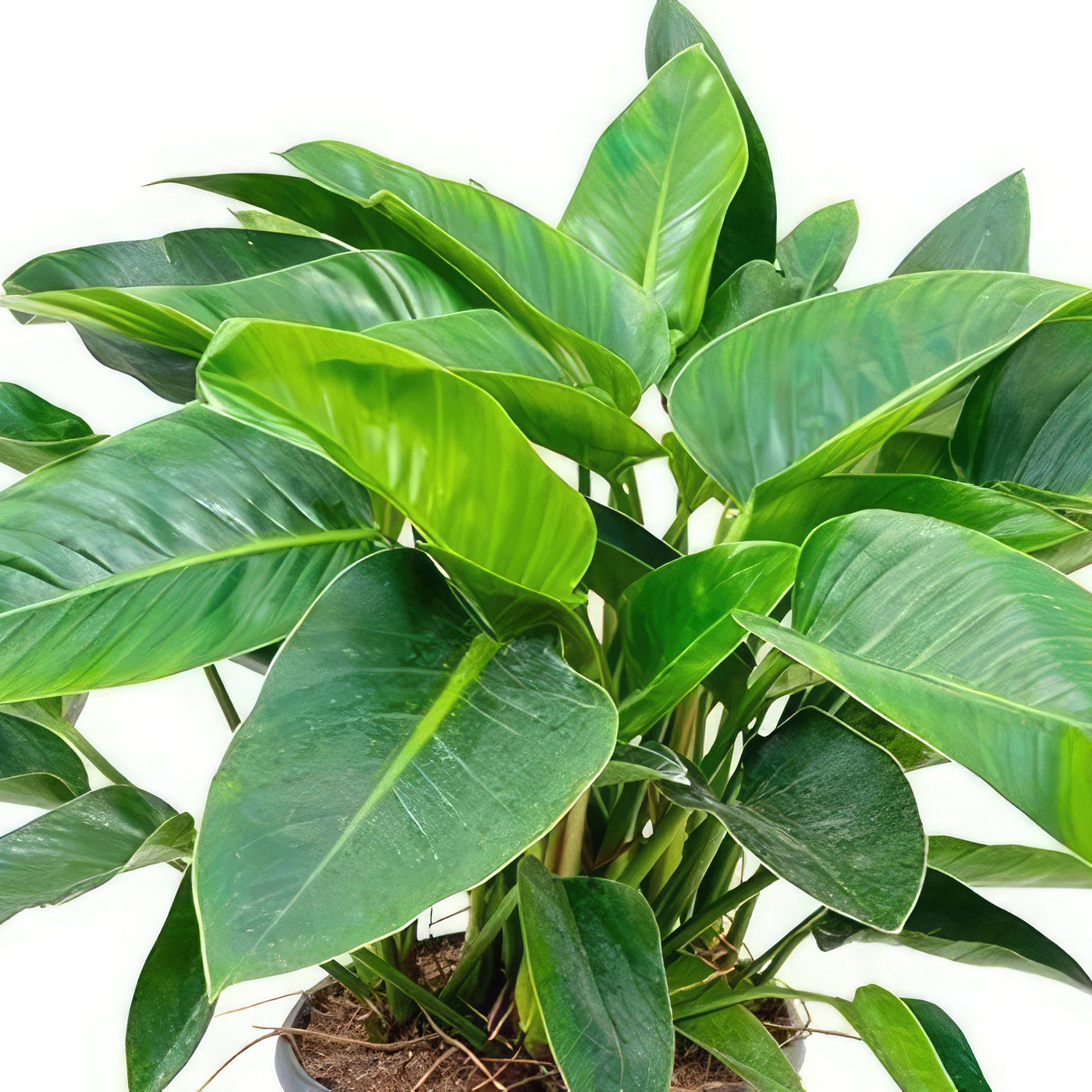philodendron green congo mature ‘Green Congo’ Philodendron 2 Gal. / Black / No Pot