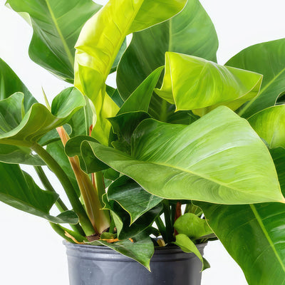 philodendron congo green landscape ‘Green Congo’ Philodendron 2 Gal. / Black / No Pot