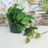 Heartleaf Philodendron (Philodendron hederaceum)