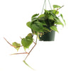 Heartleaf Philodendron (Philodendron hederaceum)