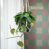 Heartleaf Philodendron (Philodendron hederaceum)
