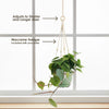 Heartleaf Philodendron (Philodendron hederaceum)