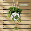 Heartleaf Philodendron (Philodendron hederaceum)