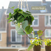 Heartleaf Philodendron (Philodendron hederaceum)