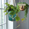 Heartleaf Philodendron (Philodendron hederaceum)