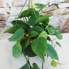 Heartleaf Philodendron (Philodendron hederaceum)