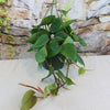 Heartleaf Philodendron (Philodendron hederaceum)
