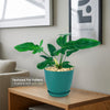 Philodendron Golden Dragon