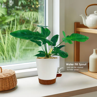 Philodendron Golden Dragon