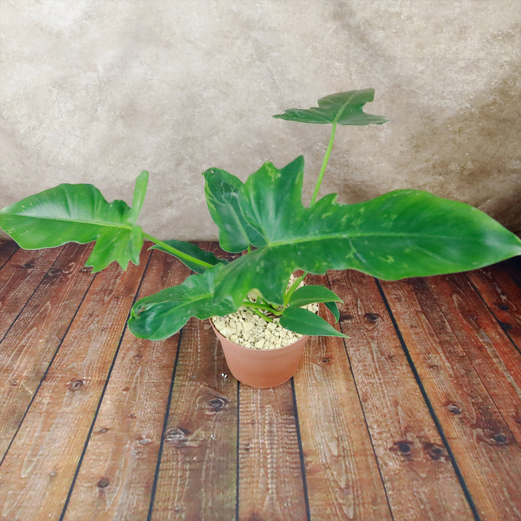 Philodendron Golden Dragon
