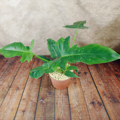 Philodendron Golden Dragon