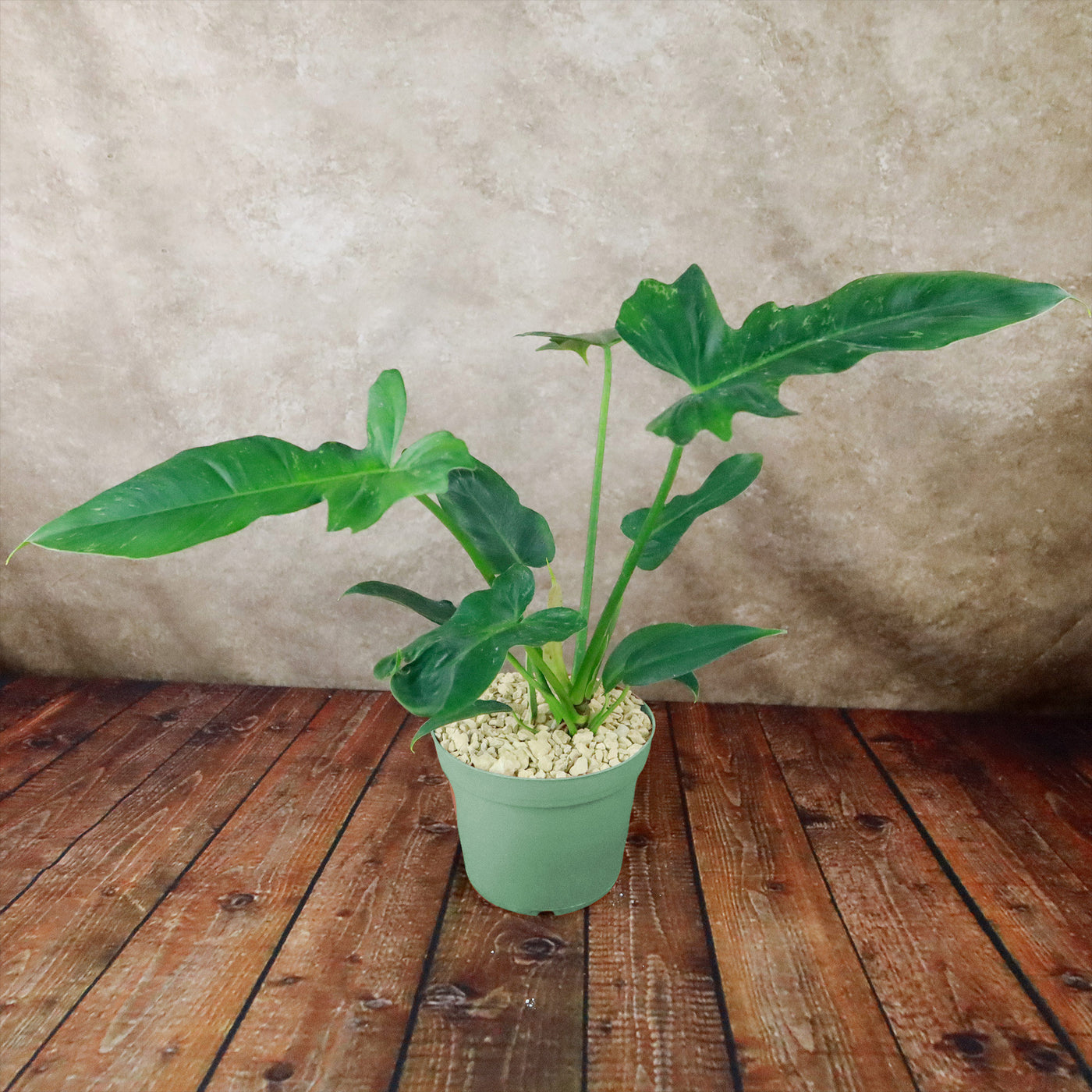 philodendron golden dragon narrow Golden Dragon 'Philodendron' 6" Pot / Light Green / Without Pot