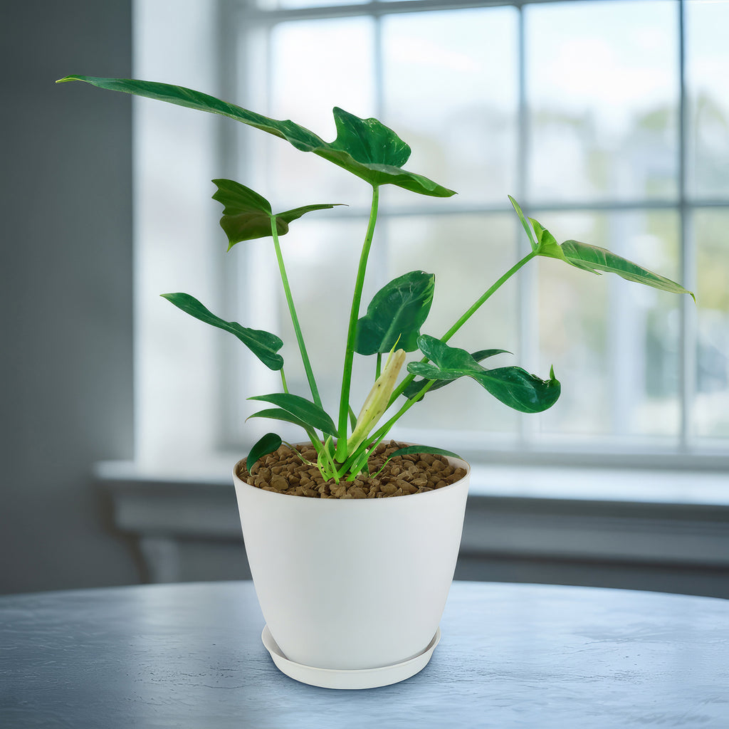 Philodendron Golden Dragon