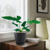 Philodendron Golden Dragon