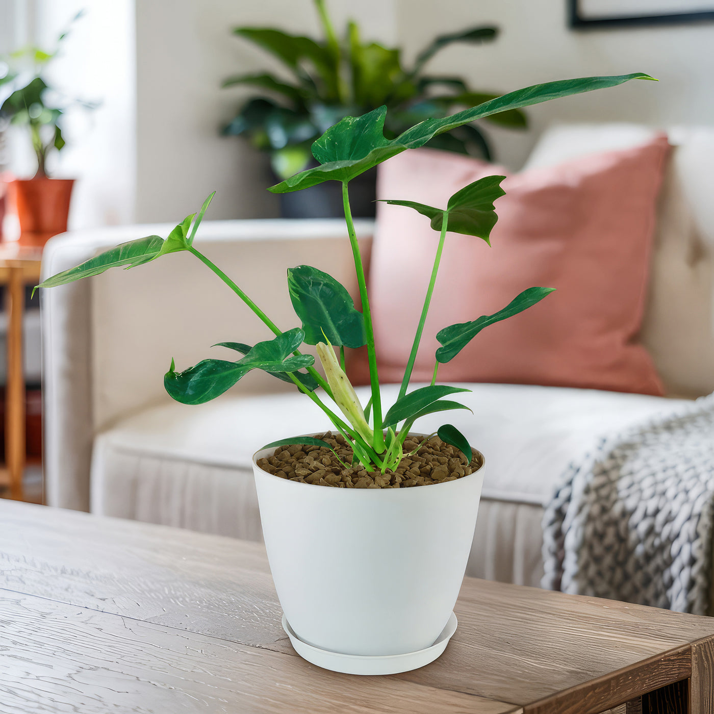 philodendron golden dragon for sale Golden Dragon 'Philodendron' 6" Pot / Light Green / Without Pot