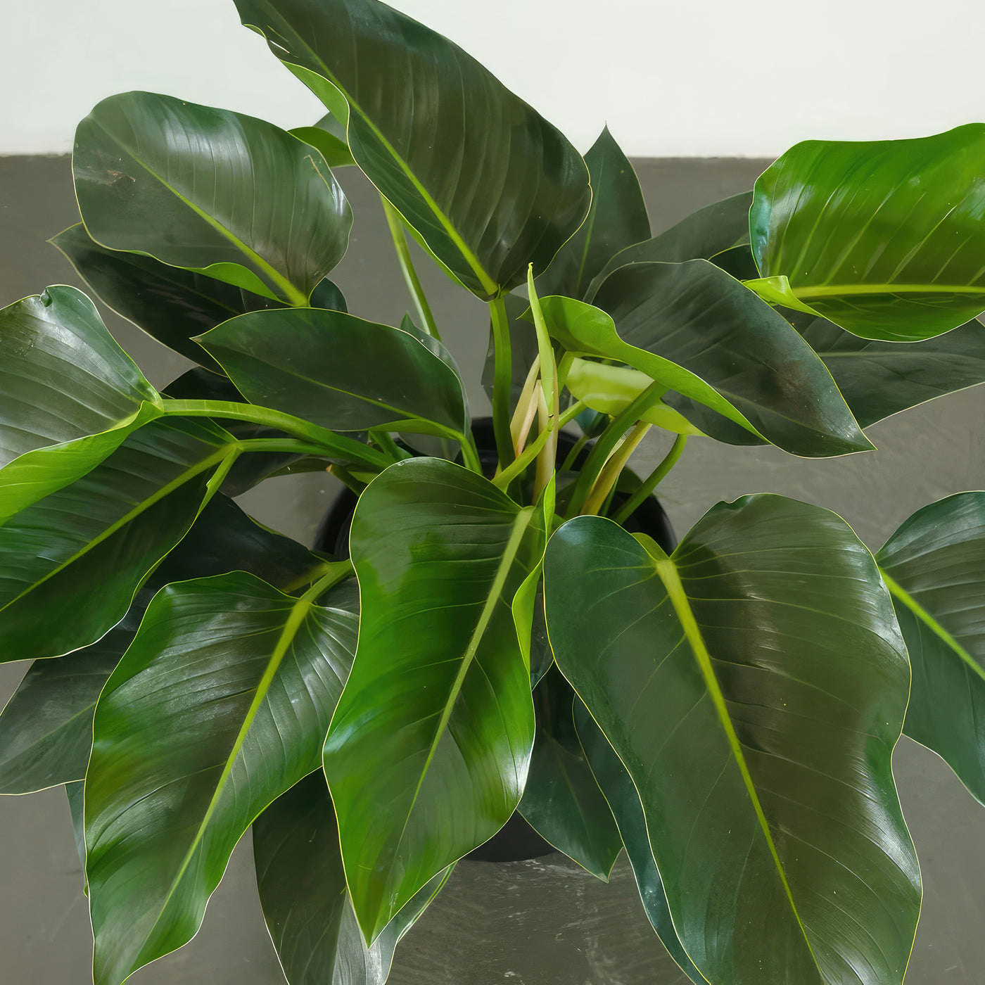 philodendron congo green size ‘Green Congo’ Philodendron 2 Gal. / Black / No Pot