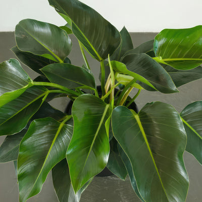 Philodendron ‘Green Congo’