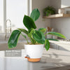 ‘Green Princess’ Philodendron