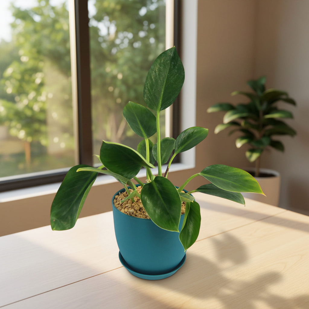 Potted indoor plant with glossy green leaves beside a small Buddha statue