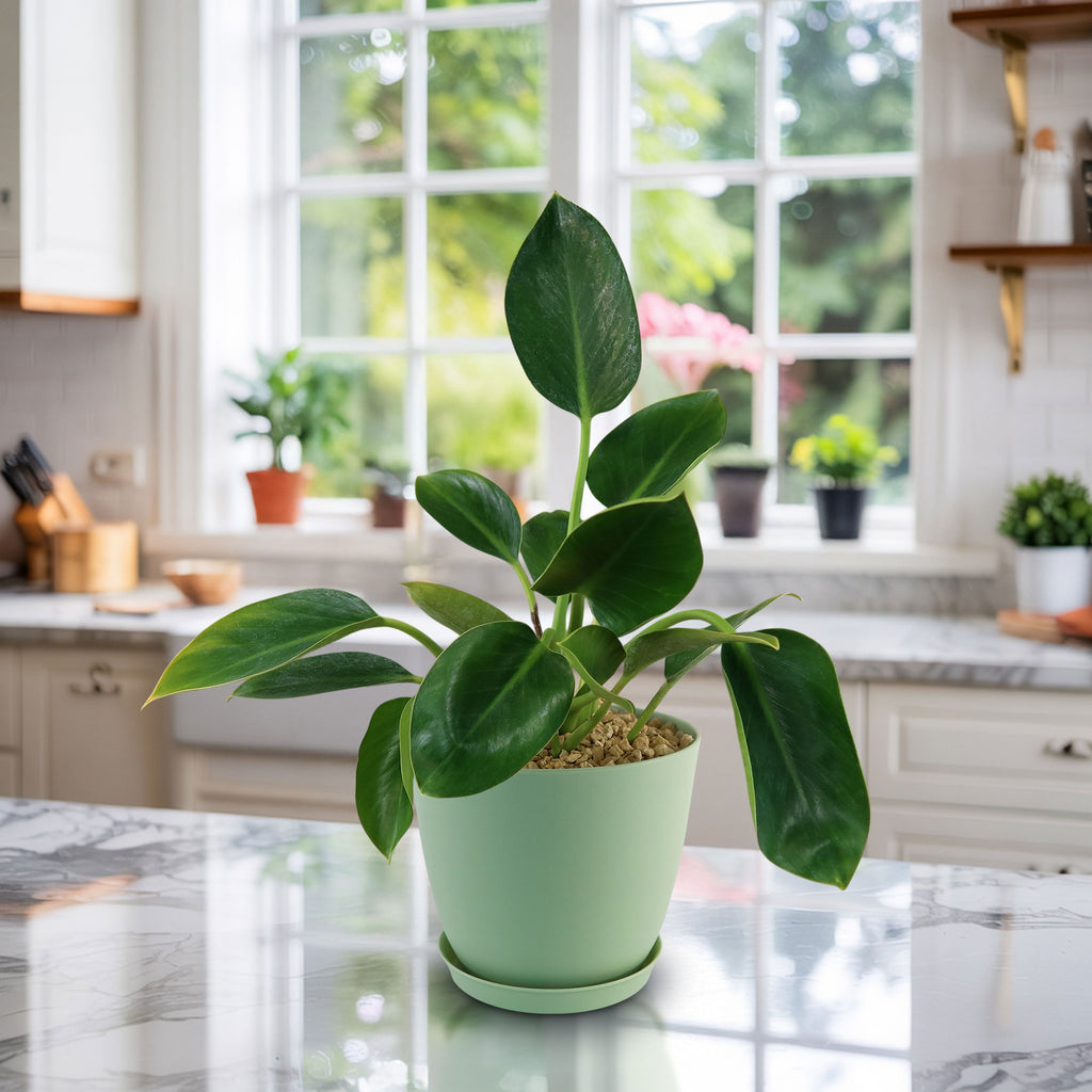 Potted indoor plant with glossy green leaves beside a small Buddha statue