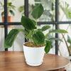 ‘Green Princess’ Philodendron