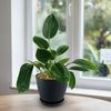 ‘Green Princess’ Philodendron
