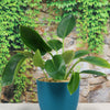 ‘Green Princess’ Philodendron