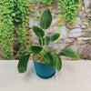‘Green Princess’ Philodendron
