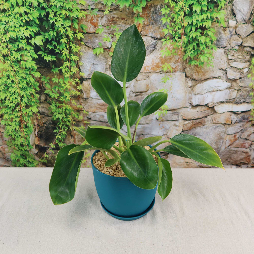 Potted indoor plant with glossy green leaves beside a small Buddha statue